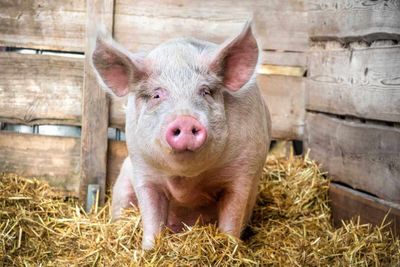 Hogs Firming on Monday